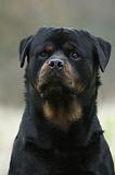 ROTTWEILER 413